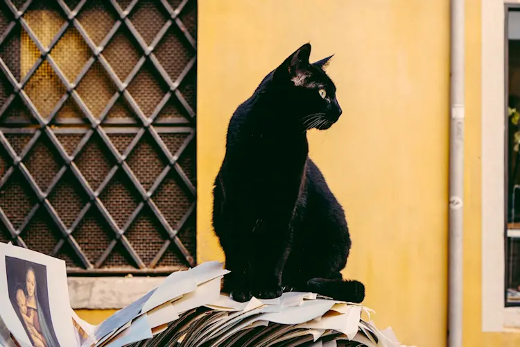 black-cat-medical-disclaimer