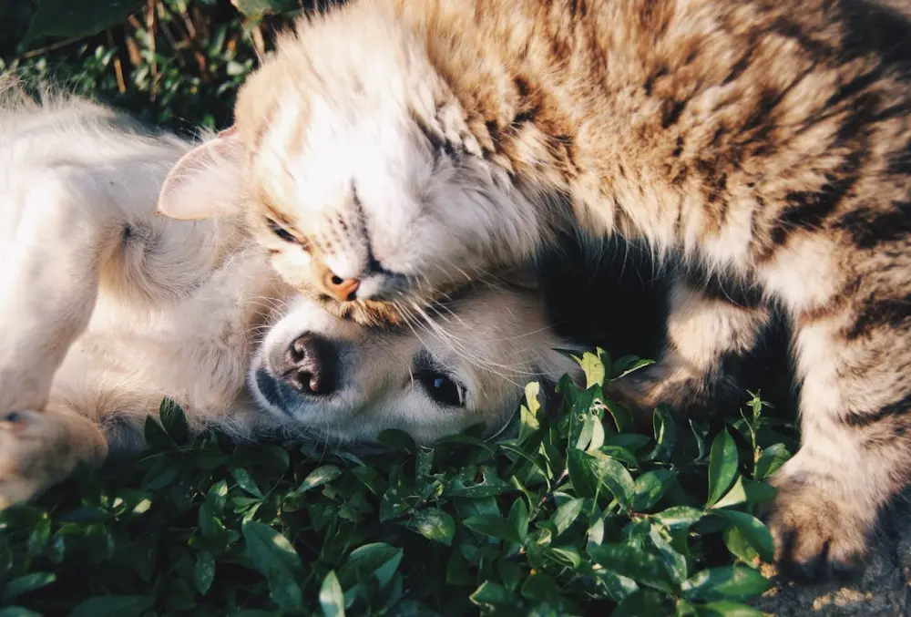 dog-cat-friends-result